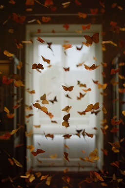 open doorway dream symbol of butterfly