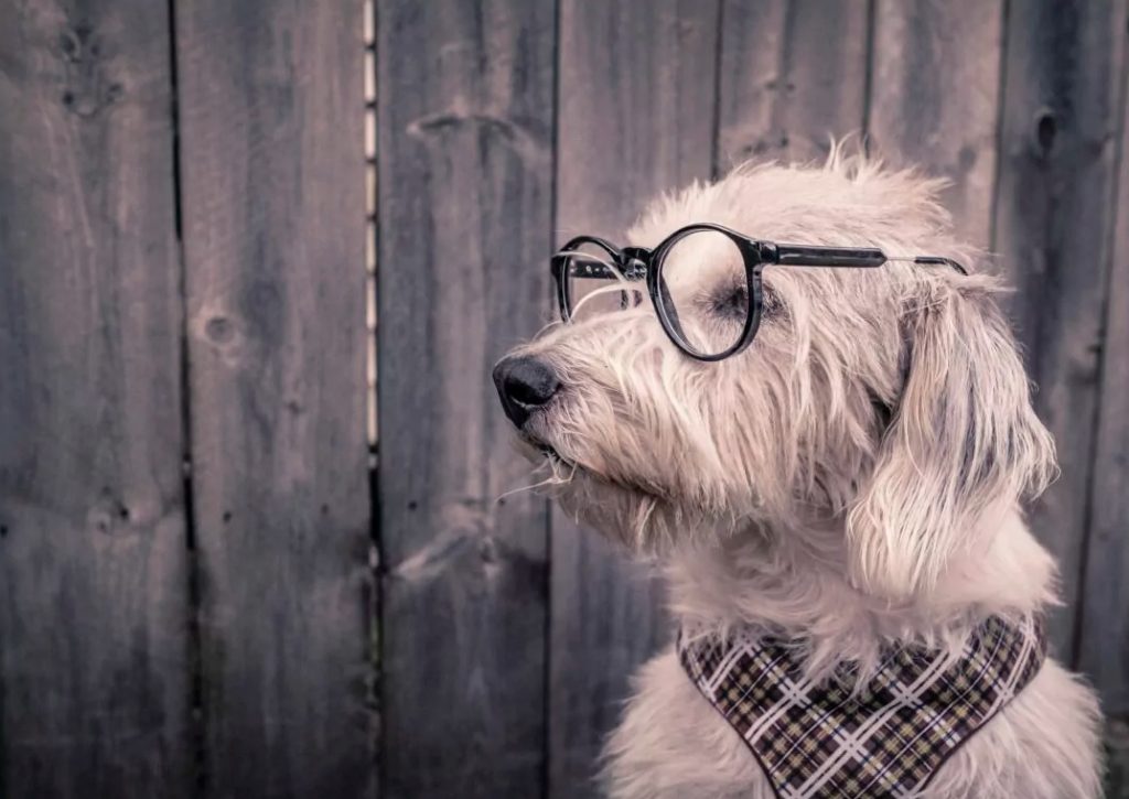 alt="dream of dog wearing glasses"