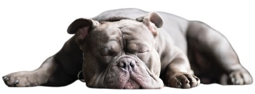 grey bulldog dreaming asleep
