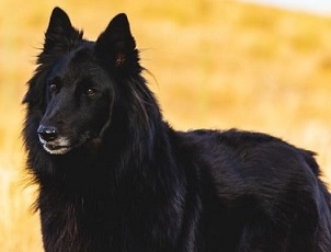 black shepherd dog in a dream