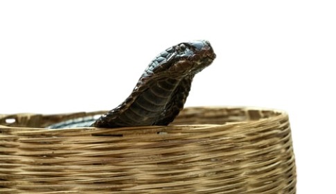 cobra head inside basket of dream