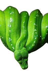 green snake in dream