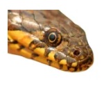 yellow and brown snake in dream