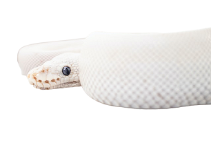 white snake in dream