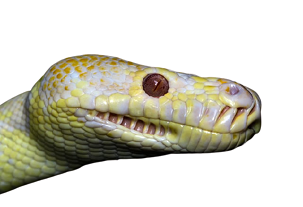 yellow and white snake in dream